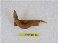 藏品(日本金梭魚)的圖片